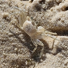 Unidentified Crab at Moreton Island, QLD - 25 Sep 2024 by trevorpreston