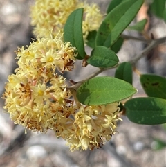 Pomaderris andromedifolia at Tianjara, NSW - 13 Sep 2024 by JaneR