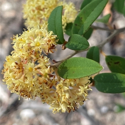 Pomaderris andromedifolia at Tianjara, NSW - 13 Sep 2024 by JaneR