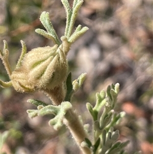 Actinotus helianthi at Tianjara, NSW - suppressed