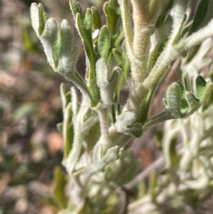 Actinotus helianthi at Tianjara, NSW - suppressed