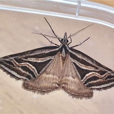 Dichromodes confluaria (Ceremonial Heath Moth) at Yass River, NSW - 25 Sep 2024 by SenexRugosus