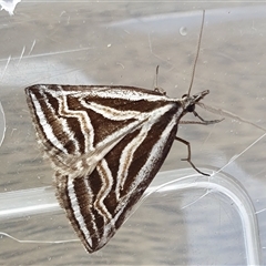 Dichromodes confluaria at Yass River, NSW - 25 Sep 2024