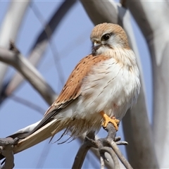 Falco cenchroides (Nankeen Kestrel) at Molonglo, ACT - 16 Jul 2024 by TimL