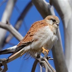 Falco cenchroides at Molonglo, ACT - 16 Jul 2024