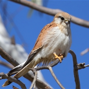 Falco cenchroides at Molonglo, ACT - 16 Jul 2024