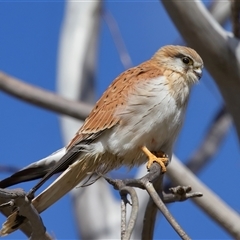 Falco cenchroides at Molonglo, ACT - 16 Jul 2024