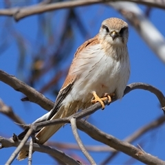 Falco cenchroides at Molonglo, ACT - 16 Jul 2024