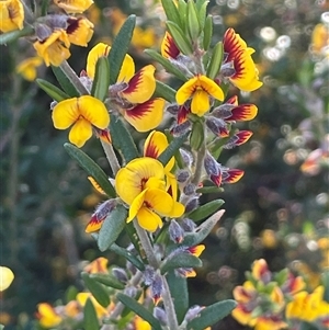 Aotus ericoides at Tianjara, NSW - 13 Sep 2024