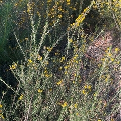 Aotus ericoides at Tianjara, NSW - 13 Sep 2024