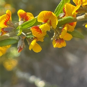 Aotus ericoides at Tianjara, NSW - 13 Sep 2024