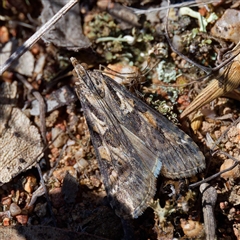 Nomophila corticalis (A Crambid moth (Spilomelinae) at Throsby, ACT - 23 Sep 2024 by DPRees125