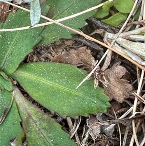 Solenogyne gunnii at Harrison, ACT - 25 Sep 2024 12:53 PM