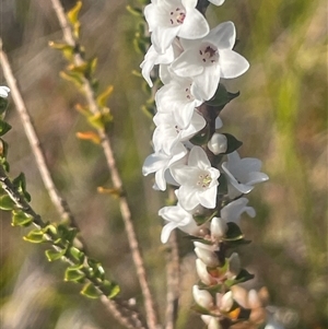 Epacris gunnii at Tianjara, NSW - 13 Sep 2024