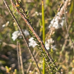 Epacris gunnii at Tianjara, NSW - 13 Sep 2024