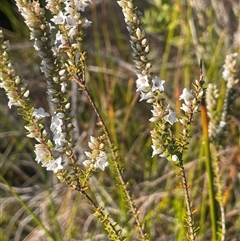 Epacris gunnii at Tianjara, NSW - 13 Sep 2024 04:07 PM