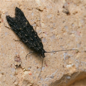 Trachydora capnopa at Harrison, ACT - suppressed