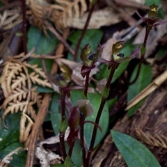 Chiloglottis trapeziformis (Diamond Ant Orchid) at Mornington, VIC - 14 Sep 1997 by JasonPStewartNMsnc2016