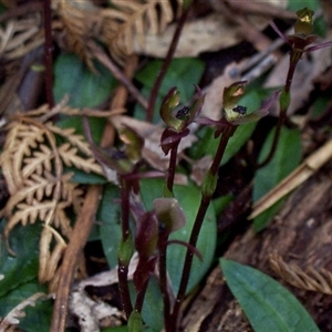 Chiloglottis trapeziformis at Mornington, VIC - 14 Sep 1997