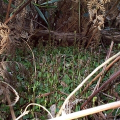 Chiloglottis trapeziformis at Mornington, VIC - 14 Sep 1997