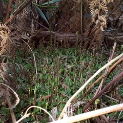 Chiloglottis trapeziformis at Mornington, VIC - suppressed