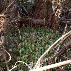 Chiloglottis trapeziformis at Mornington, VIC - 14 Sep 1997