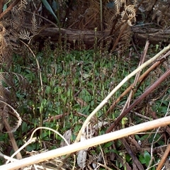 Chiloglottis trapeziformis at Mornington, VIC - 14 Sep 1997