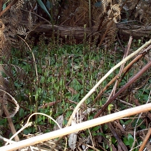 Chiloglottis trapeziformis at Mornington, VIC - 14 Sep 1997