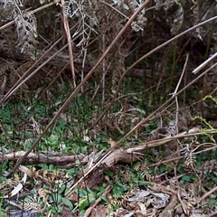 Chiloglottis trapeziformis at Mornington, VIC - suppressed