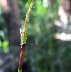 Baloskion tetraphyllum subsp. meiostachyum at Kungala, NSW - 25 Sep 2024 by donnanchris