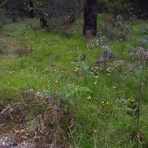 Diuris sulphurea at Mornington, VIC - suppressed