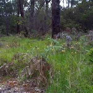 Diuris sulphurea at Mornington, VIC - suppressed