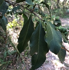 Notelaea venosa at Kungala, NSW - 25 Sep 2024 by donnanchris