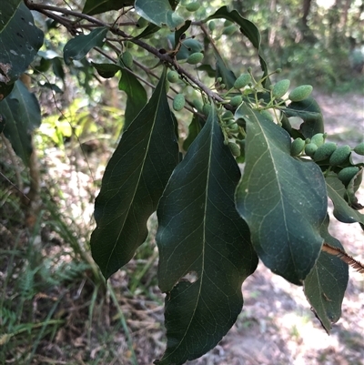 Unidentified Other Tree at Kungala, NSW - 25 Sep 2024 by donnanchris