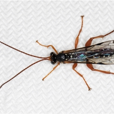 Echthromorpha intricatoria (Cream-spotted Ichneumon) at Melba, ACT - 24 Sep 2024 by kasiaaus