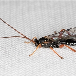 Echthromorpha intricatoria at Melba, ACT - 24 Sep 2024 03:07 PM