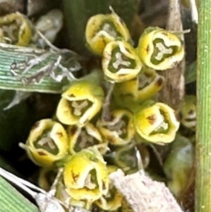 Lomandra bracteata at Franklin, ACT - 25 Sep 2024