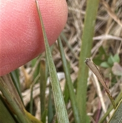 Lomandra bracteata at Franklin, ACT - 25 Sep 2024