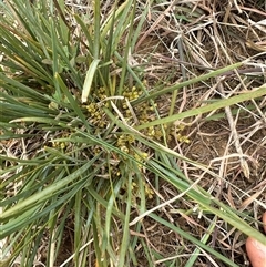 Lomandra bracteata at Franklin, ACT - 25 Sep 2024