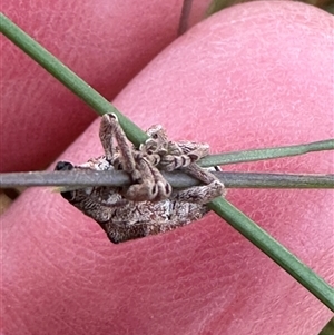 Gonipterus scutellatus at Harrison, ACT - 25 Sep 2024