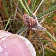 Gonipterus scutellatus at Harrison, ACT - 25 Sep 2024