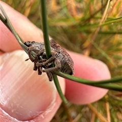 Gonipterus scutellatus at Harrison, ACT - 25 Sep 2024 11:15 AM