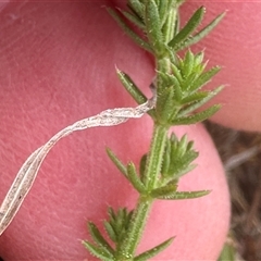 Asperula conferta at Harrison, ACT - 25 Sep 2024 10:53 AM