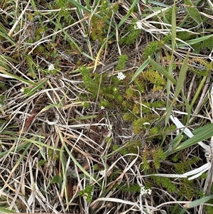 Asperula conferta at Harrison, ACT - 25 Sep 2024 10:53 AM