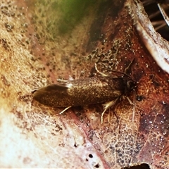 Leistomorpha brontoscopa (A concealer moth) at Cook, ACT - 22 Sep 2024 by CathB