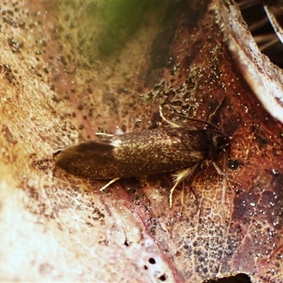 Leistomorpha brontoscopa (A concealer moth) at Cook, ACT - 22 Sep 2024 by CathB