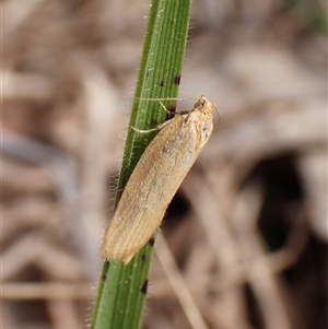 Tortricinae (subfamily) at Cook, ACT - 24 Sep 2024