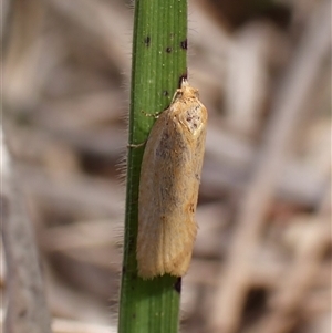 Tortricinae (subfamily) at Cook, ACT - 24 Sep 2024