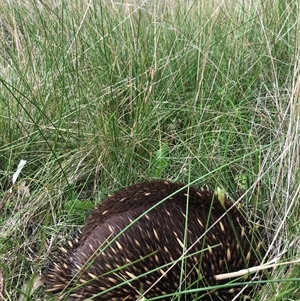 Tachyglossus aculeatus at Yass, NSW - 21 Sep 2022