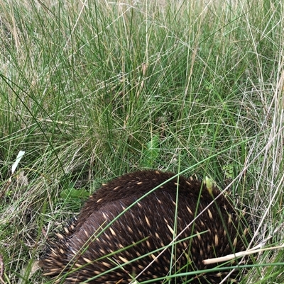 Tachyglossus aculeatus (Short-beaked Echidna) at Yass, NSW - 21 Sep 2022 by SustainableSeg